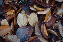 Dry And Brown Leaves On The Ground In Winter Season