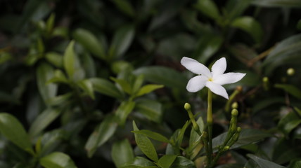 white flower in garden