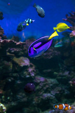 Surgeonfish In Underwater Wildlife In Ocean