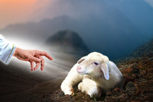Jesus Hand Reaching Out To A Lost Sheep