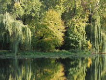 Landcape Of Trees Reflected In Water At Wilanow Park In Warsaw, Poland