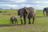 Fototapeta Sawanna - Female elephant with her calf