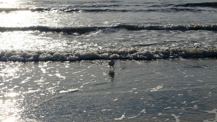 Wall Mural - drama seagull on beach 001