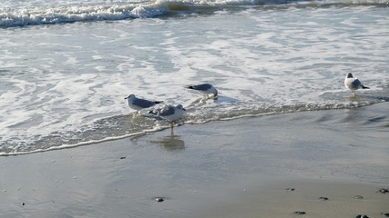 Wall Mural - seagulls at play 011