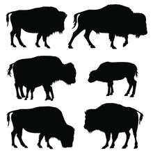 American Bison Herd Silhouette Isolated