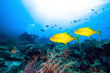 Fototapeta Do akwarium - Scuba diver, fish and oral reef.
