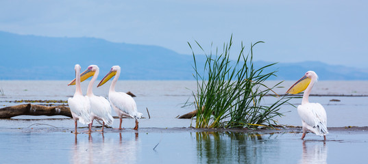 Wall Mural - white pelican, chamo lake, naciones, etiopia, africa