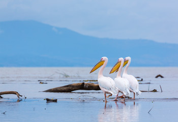 Wall Mural - white pelican, chamo lake, naciones, etiopia, africa