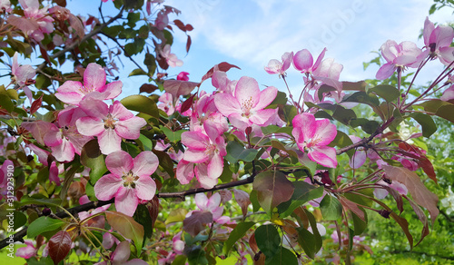Dekoracja na wymiar  galezie-wiosny-jabloni-z-pieknymi-rozowymi-kwiatami
