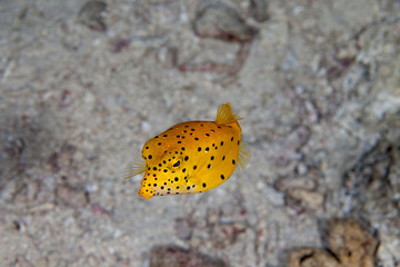 Wall Mural - The surprising underwater world of the Indian and Pacifical Oceans