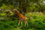 Fototapeta Sawanna - Wild giraffe in african savannah