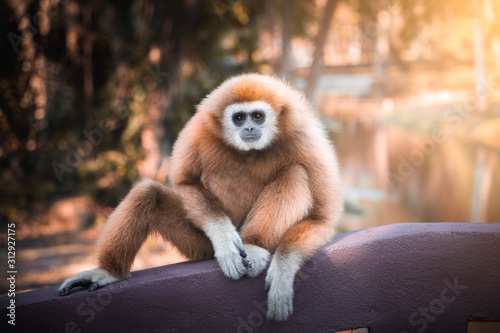 Cuadros en Lienzo White-handed gibbon sitting on the bridge.