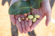 stages of natural pistachio seed development in hands
