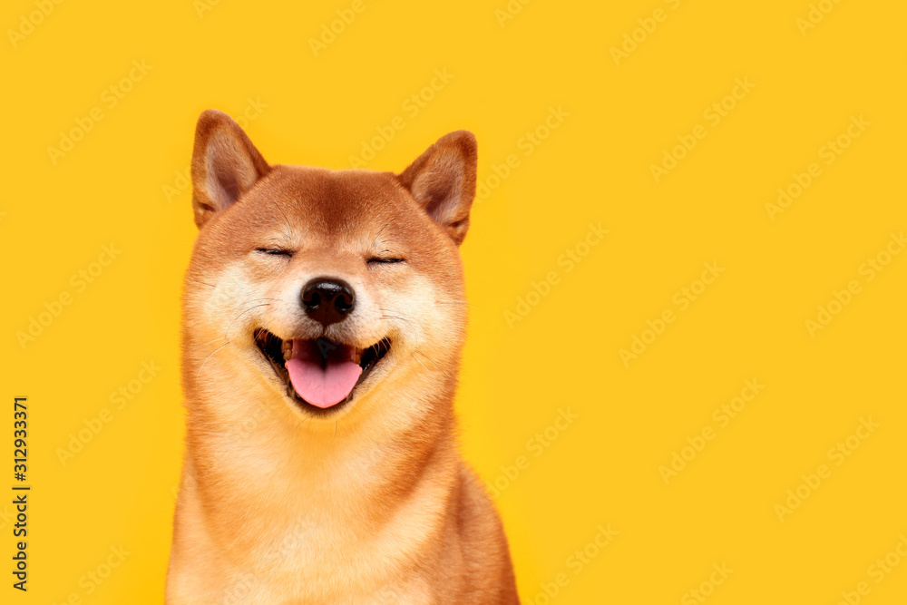 Happy shiba inu dog on yellow. Red-haired Japanese dog smile portrait - obrazy, fototapety, plakaty 