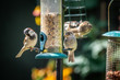 House sparrows eating at bird feeder in backyard garden 2