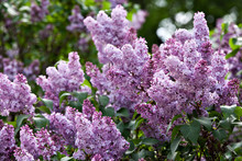 A Branch Of A Flowering Flowers Lilac