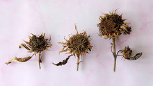 Three Dried Sunflowers Of Different Sizes Arranged Next To One Another.