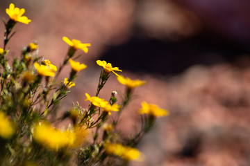 Sticker - Typical desert flora in Sedona region Arizon