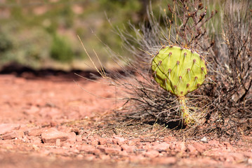 Sticker - A baby cactus in desert next to Sedona Arizona