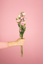 Beautiful Bouquet Of Pink Eustoma In A Female Hand On Pink Background.
