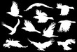 group of eleven flying crow silhouettes on black