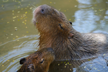 a family of Capybara a largest living rodent in the ponds.