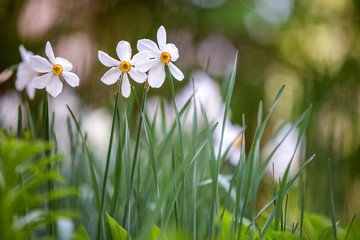 Wall Mural - White narcissus fowers growing in summer park with green vegetation on blurred backround.