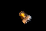 Fototapeta Most - Immortal Jellyfish bei Blackwater Tauchgang im Meer bei Anilao, Philippinen