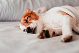 Fototapeta Łazienka - cute small jack russell dog resting on bed on a sunny day. Focus on paws