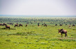 great migration across the serengeti