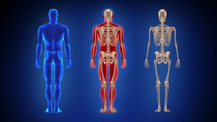 three full length human bodies. loopable. alpha matte. blue background. highly detailed human body a