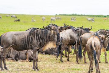 Wild african Gnus grasing in Masai Mara National Park