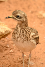 A Spotted Thick Knee (Burhinus Capensis) Stands And Looks Around In The Desert Sand. Native To South Africa, Ethiopia, Kenya, Tanzania, And Other Parts Of Central Africa.