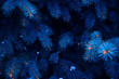 © freeman83 - Background of bright blue branches of blue pine in winter.