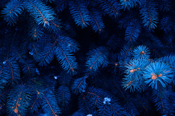 Background of bright blue branches of blue pine in winter.