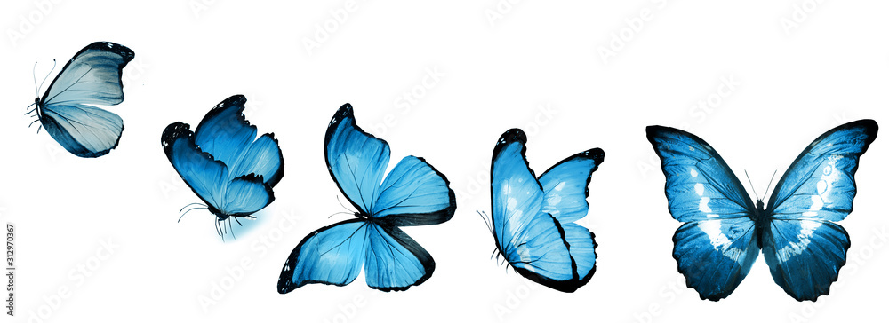 Color butterflies , isolated on white background - obrazy, fototapety, plakaty 