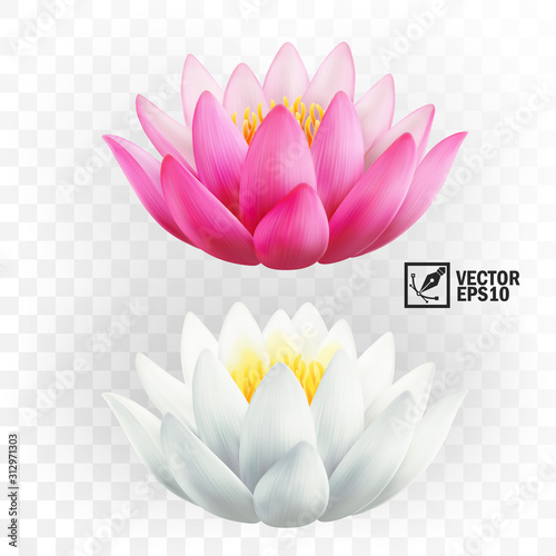 Photographie 3d realistic vector pink and white lotus flowers