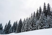 Scenic View Of Pine Forest With Tall Trees Covered With Snow On Hill