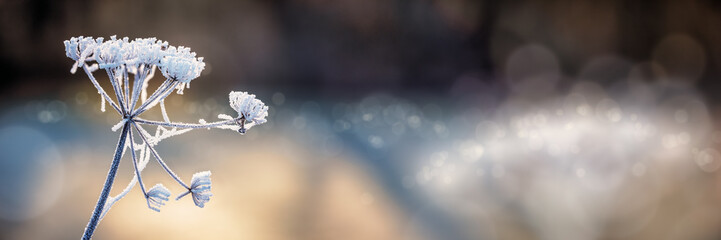 umbel of ground elder with hoarfrost in winter