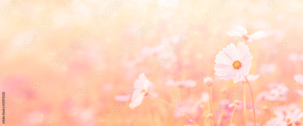 Landscape of nature background and beautiful pink and red cosmos flower field - obrazy, fototapety, plakaty 