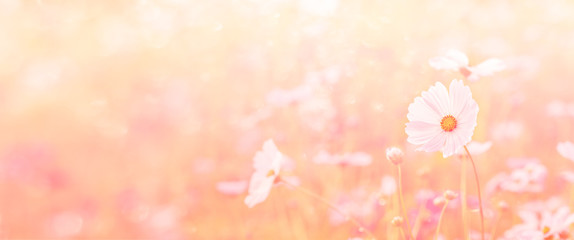 landscape of nature background and beautiful pink and red cosmos flower field