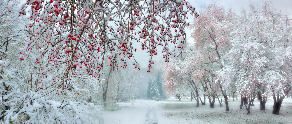 Winter city park at snowfall with red wild apple trees - obrazy, fototapety, plakaty 