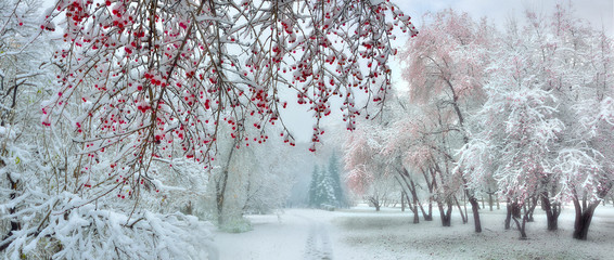 winter city park at snowfall with red wild apple trees