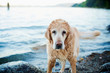 © fStop - Portrait wet dog on beach