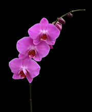 Purple Phalaenopsis Orchid Isolated On Black Background.