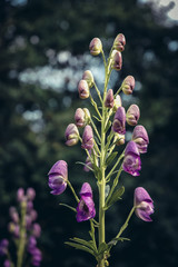 Canvas Print - Close up on a Aconitum Variegatum perennial herbaceous plant commonly called Monkshood or Devils Helmet