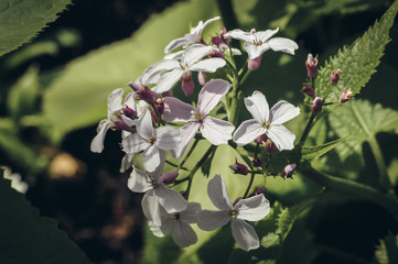 Sticker - Lunaria rediviva commonly known as perennial honesty hairy stemmed perennial herb