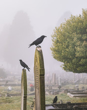 Crows On Gravestones 