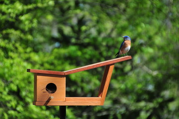 Mid-century modern Blue Bird