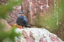 An Inca Tern Perched On A Rock Enjoying A Quiet Afternoon In The Shade